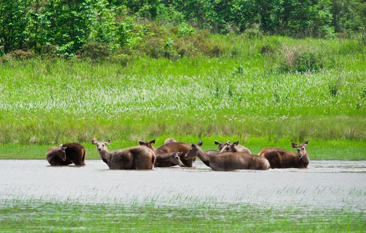 Khao Yai National Park Full Day Tour from Bangkok — photo 4