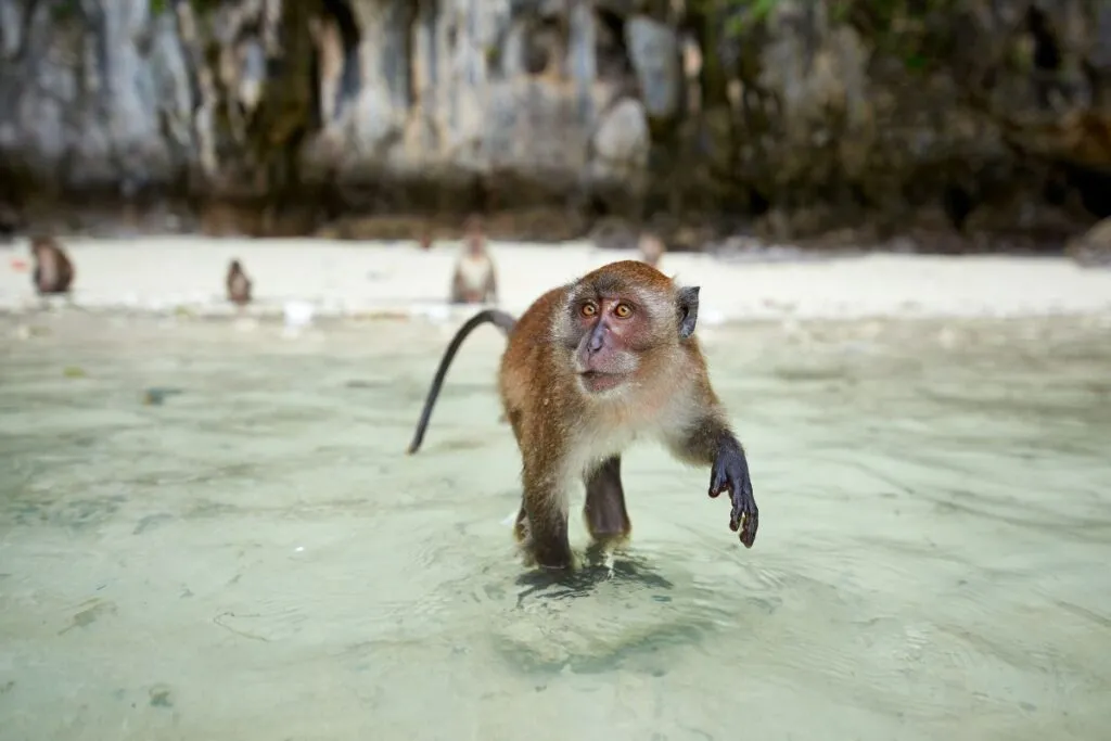 Monkey Bay