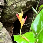 Gallery Thumbnail 19