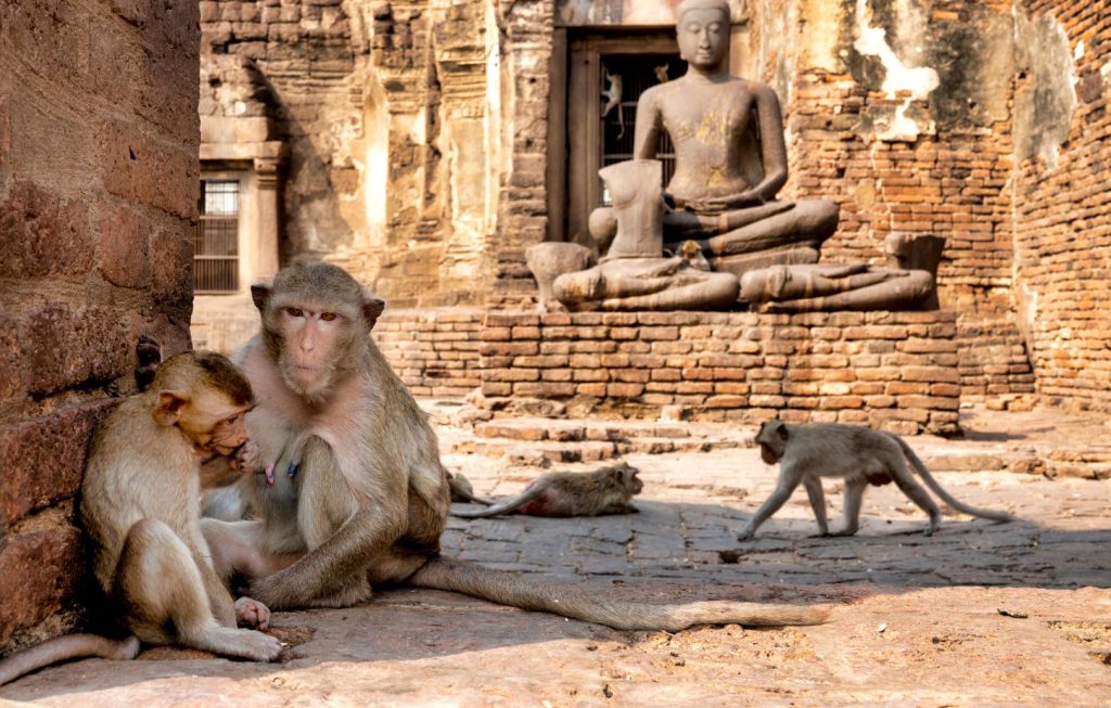Lopburi Monkey Temple & Ancient Ayutthaya