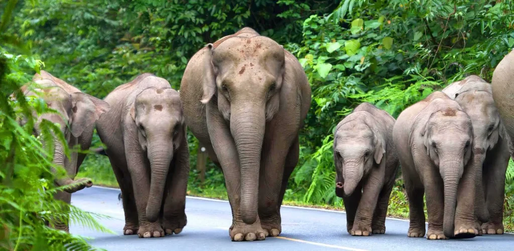 Explore Khao Yai National Park