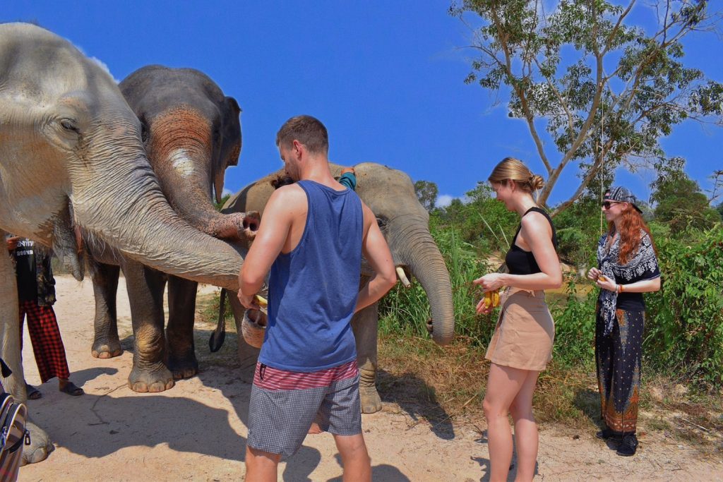 Private Elephants Care & Sanctuary of Truth Pattaya – From Bangkok