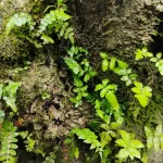 Gallery Thumbnail 24