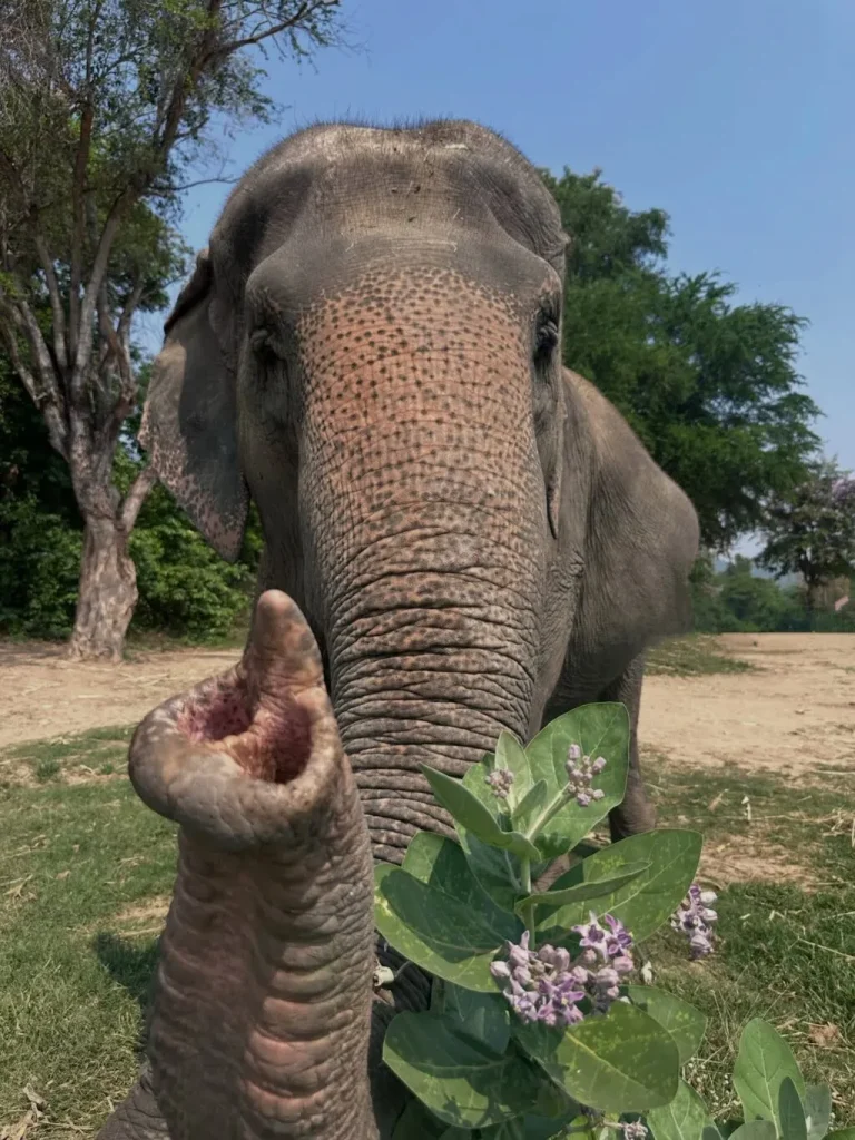 ElephantsWorld Sanctuary