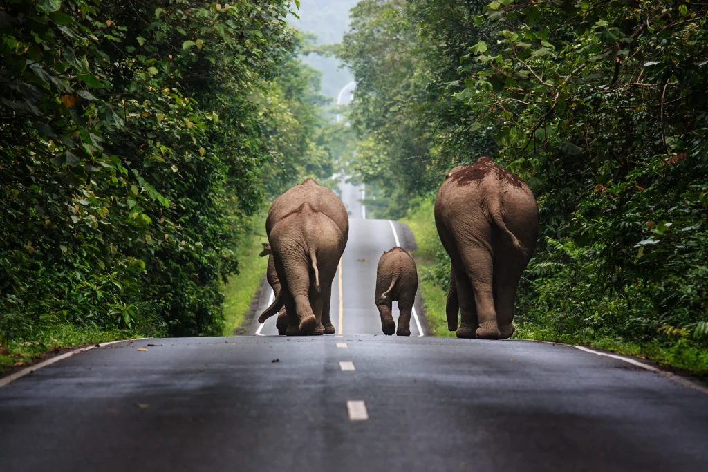 Khao Yai National Park (Jungle Trekking & Wildlife Spotting)